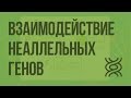 Взаимодействие неаллельных генов. Видеоурок по биологии 10 класс