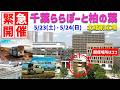 【緊急開催】千葉ららぽーと柏の葉でイベント開催が決定しました！