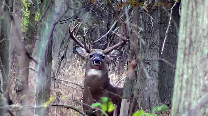 170" Non Typical Double Main-Beam Whitetail