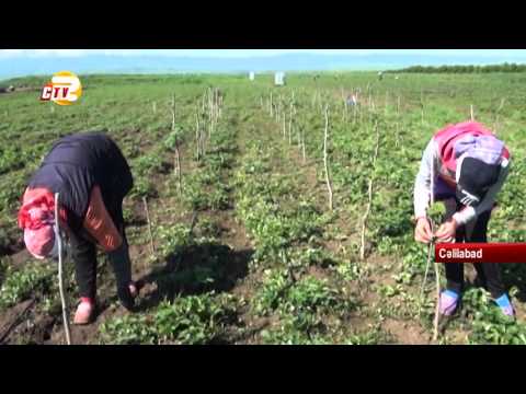 Video: Böyürtkən Suvarma Bələdçisi: Böyürtkənin nə qədər suya ehtiyacı var