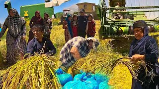 Grandma's family goes to a party in the rice field