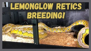 LEARN ABOUT RETICULATED PYTHON BREEDING - 10 FOOT SNAKES 1ST DATE!