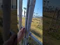 Деревья как солдатики. #сад