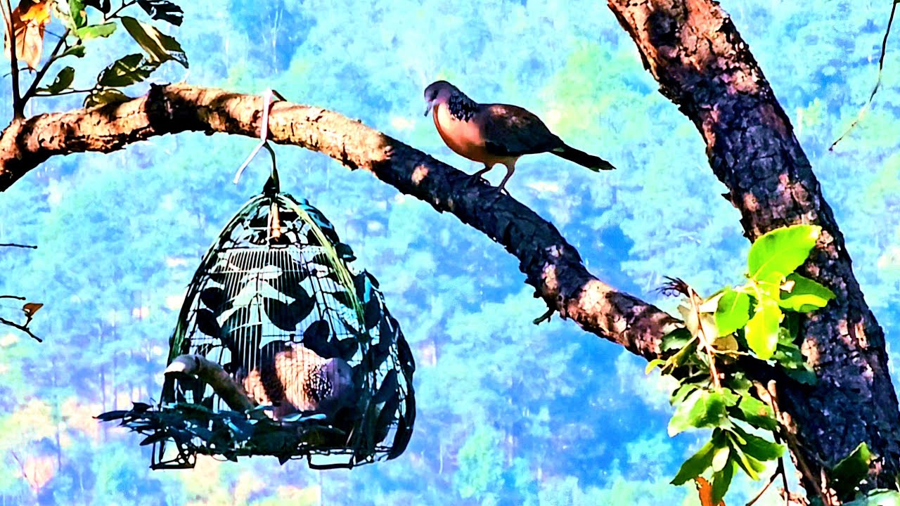 Bẫy Cu Gáy Mồi Cây/ Kèo Khai Xuân 2026 (clip 491) 0369042570