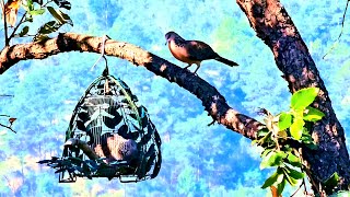 Bẫy Cu Gáy Mồi Cây/ Kèo Khai Xuân 2026 (clip 491) 0369042570