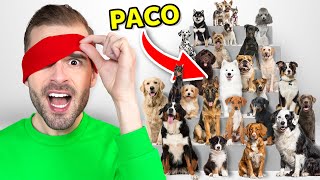 Download Lagu 30 Honden, Maar 1 Daarvan Is Paco! MP3 Download Lagu 30 Honden, Maar 1 Daarvan Is Paco! MP3