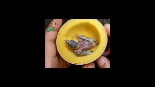 Tiny Finch Hand Feeding Video #finch #handfeed #newbornbaby #birds #wildlife #amazone #petbirds