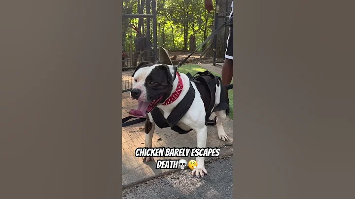 🫣💀Survival of the fittest! Chicken tests American Bulldog!! #bjbd #bulldog #chicken #raw #shorts