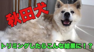 【トリミング風景】毛の量が半端ない！！秋田犬のトリミングしたらこうなった