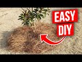 How to Edge A Tree Ring Fast