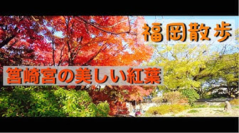 福岡紅葉 Youtube