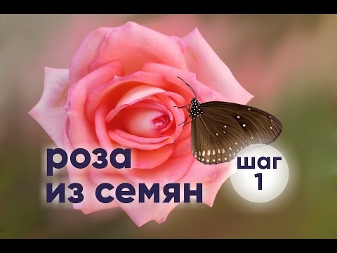 Роза из семян | СТРАТИФИКАЦИЯ | ШАГ 1