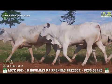 LOTE P 02