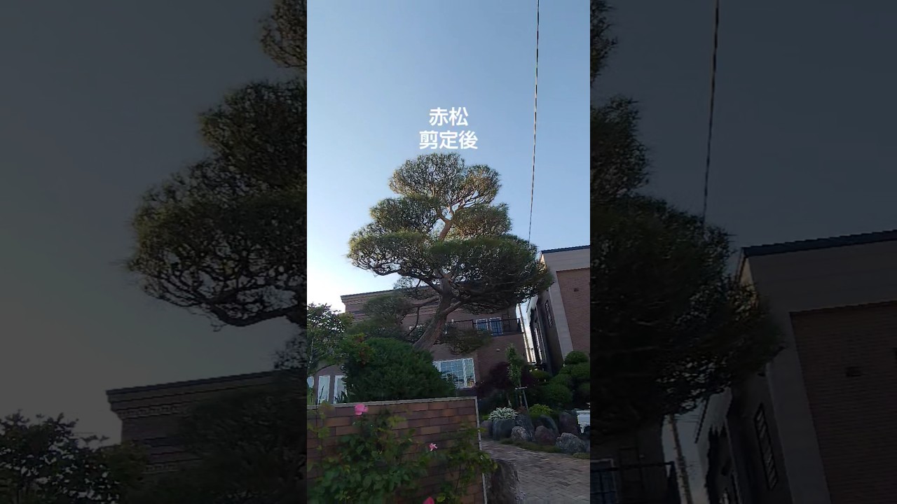 赤松 剪定後