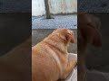 น้องซิงมองนกนก #youtubeshorts #animals #dog #shorts