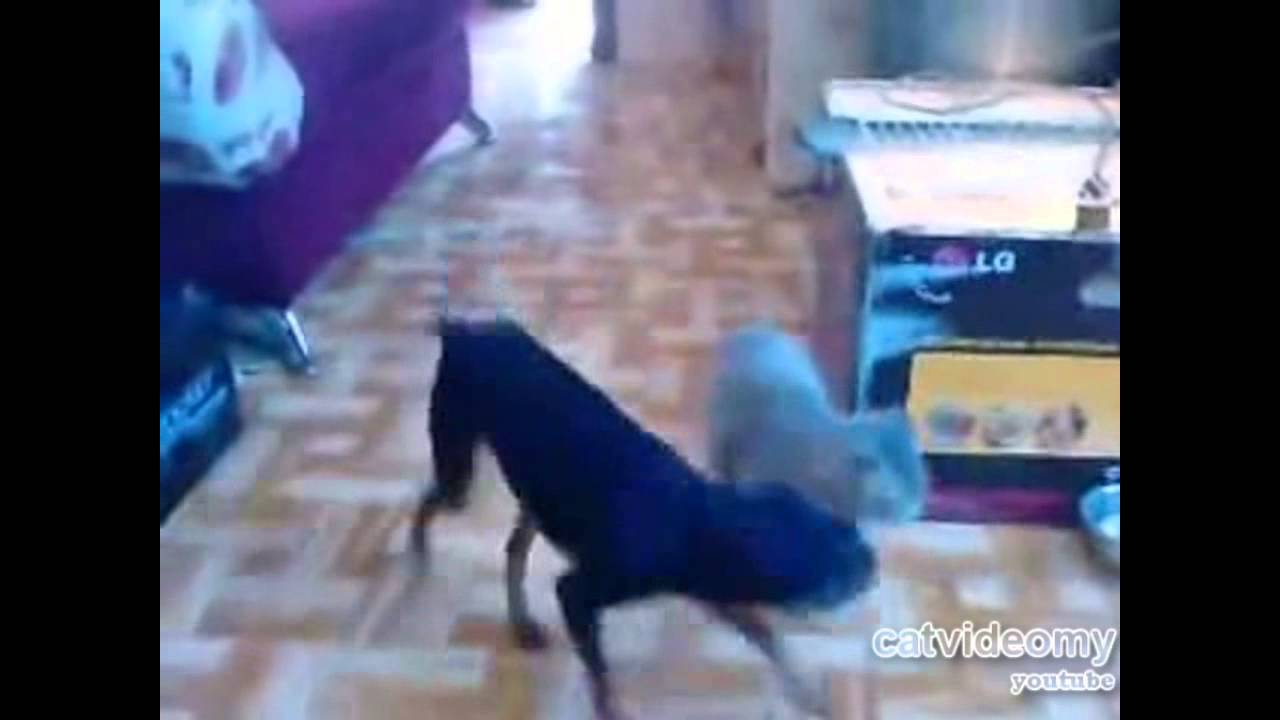 dog carries cat home (2nd part)