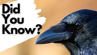 Things you need to know about CARRION CROWS!