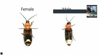 Texas Fireflies: Why They’re Disappearing and How to Save Them