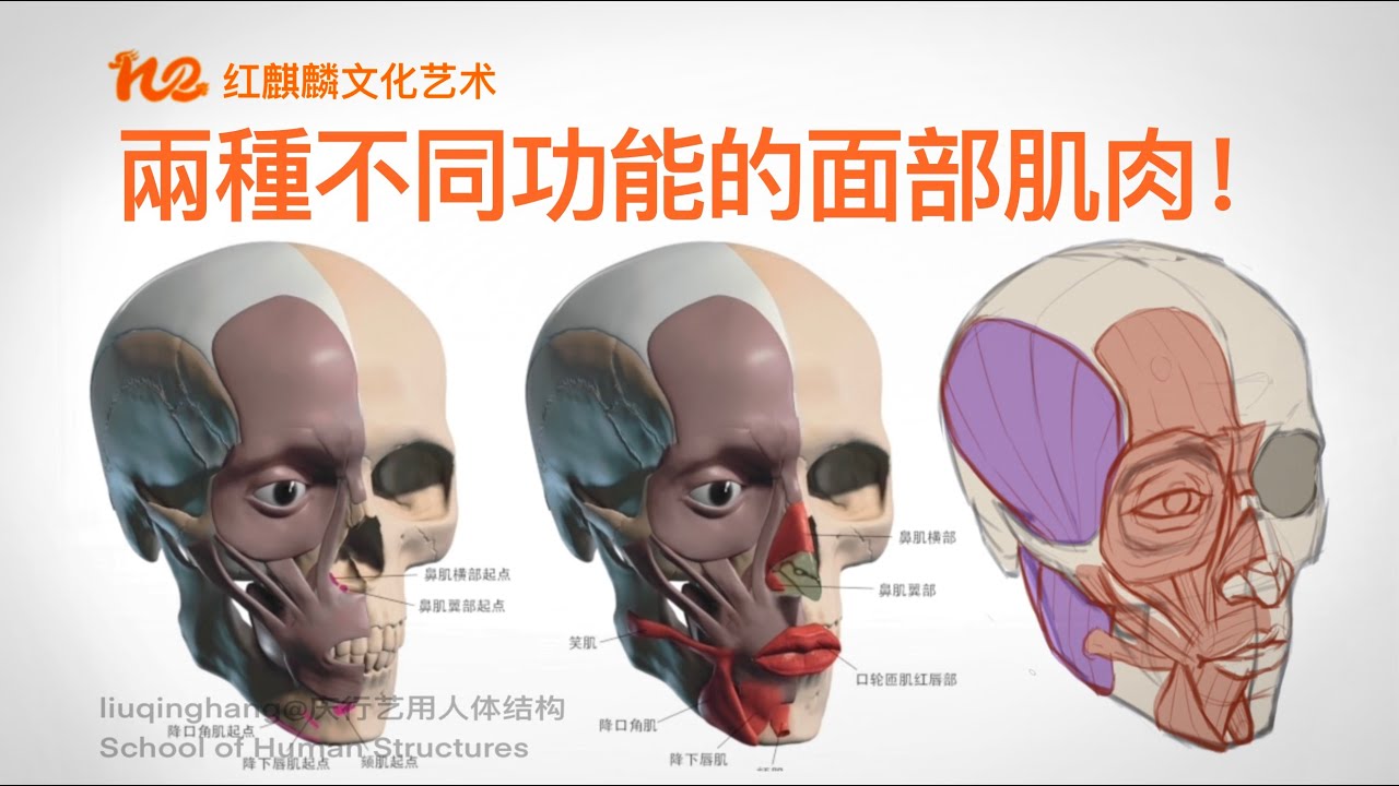 人体解剖学 2022｜艺术解剖学｜头部肌肉｜附着在头骨上的面部肌肉有哪些！两种不同功能的面部肌肉！ - YouTube