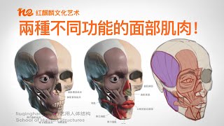 人体解剖学 2022艺术解剖学头部肌肉附着在头骨上的面部肌肉有哪些两种不同功能的面部肌肉