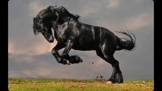 ريمكس بلقيس يا خالة 2017 DJ Black Horse