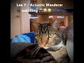 🐈⬛ watching 📺😂😂 #cats #pet #pets #foryou