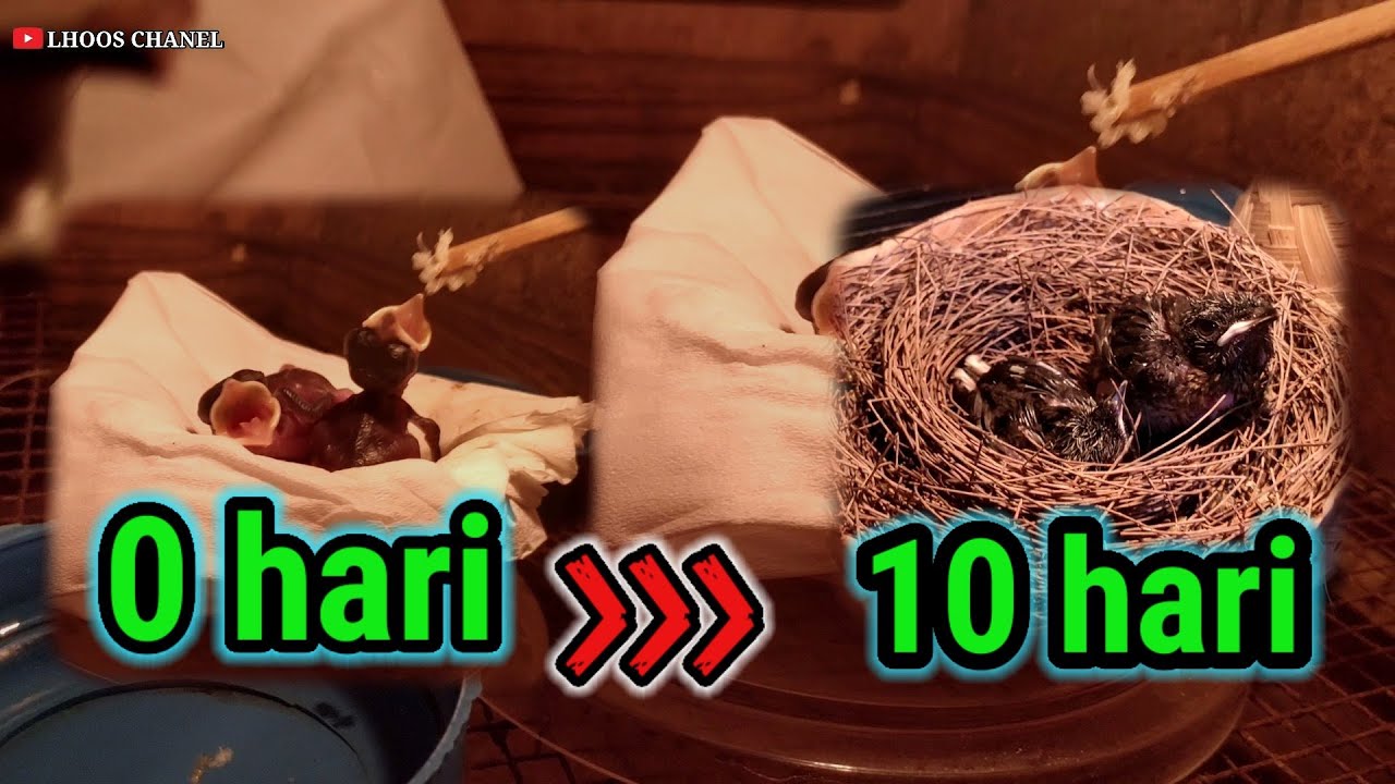 MELOLOH ANAKAN MURAI Usia 0 Hari sampai 10 Hari