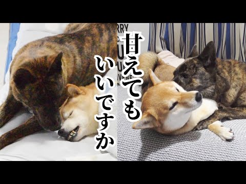 本当は先輩犬に甘えたかった、でも出来なかった。時を経て後輩犬に全力で甘える甲斐犬が切ない!! #甲斐犬 #柴犬 #vlog 【柴犬・甲斐犬】