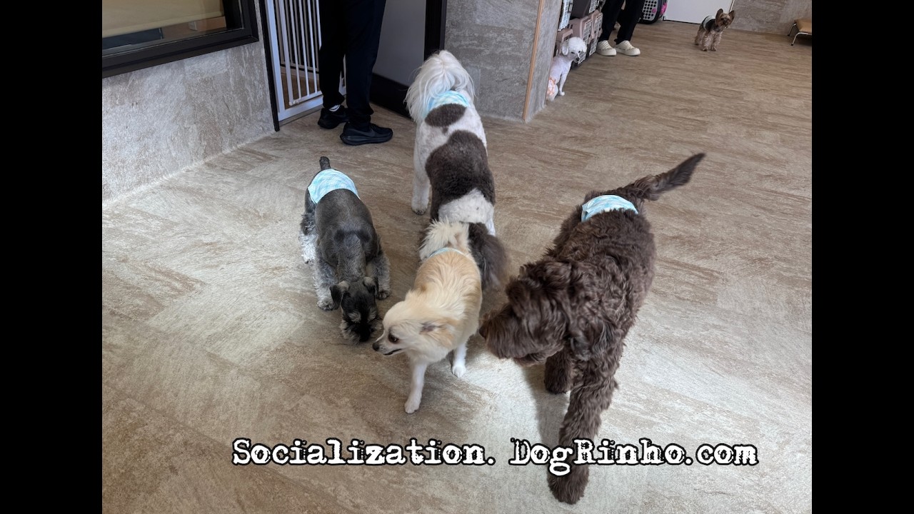 Dog daycare in Japan DogRinho 犬の保育園　20260220