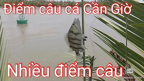 Duy Cá Ngát/chia sẽ điểm câu cá cần giờ, nhiều điểm câu cho ae trải nghiệm.
