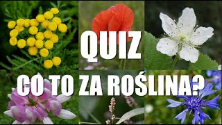 Polskie Kwiaty Polne (np. dziurawiec, wrotycz, niezapominajka) - quiz screenshot 1