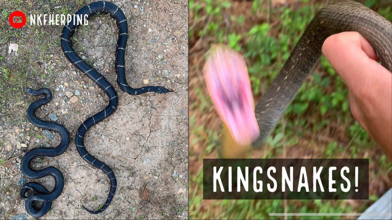 spring snake in – Garter the | Eastern Snake An Spring to Eliza 