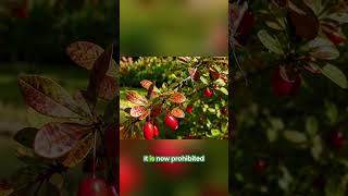 Japanese Barberry: The Invasive Shrub You MUST Know #shorts