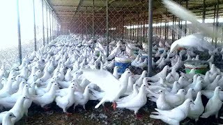 Modern Pigeon Farming, Pigeon Egg Harvest, Pigeon Egg Hatching in Incubator