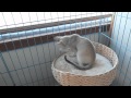 Meet Bentley and Cooper, the Singapura Kittens の動画、YouTube動画。