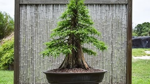 Field Grown Bald Cypress as Bonsai
