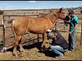 Horse How Tall Will she get? | Measuring the Future Height of a Horse!