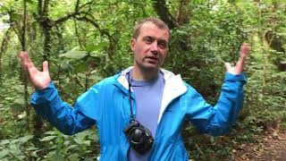 Forest is a Library. Tree is a Book. How to Read it?  Monteverde Cloud Forest Reserve Documentary