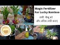 Secret of Lucky Bamboo- Care, Fertilizer & Grow with Cuttings || Magic Fertilizer