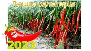 Самые урожайные сорта острого и сладкого перца 2023 года!!!