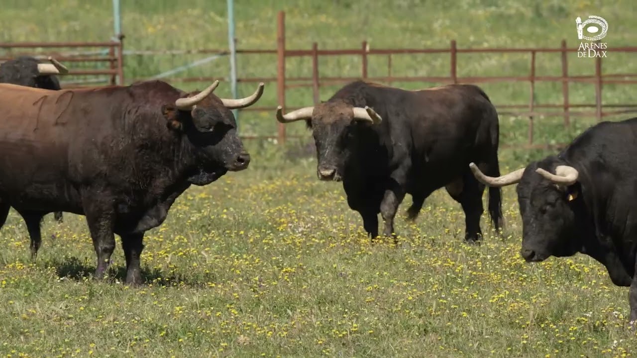 Corrida d’El Freixo (El Juli)