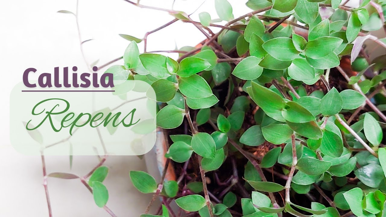 How to Grow Callisia Repens from Cuttings | Creeping Inch | Bolivian Jew from Cuttings | Leafy Life