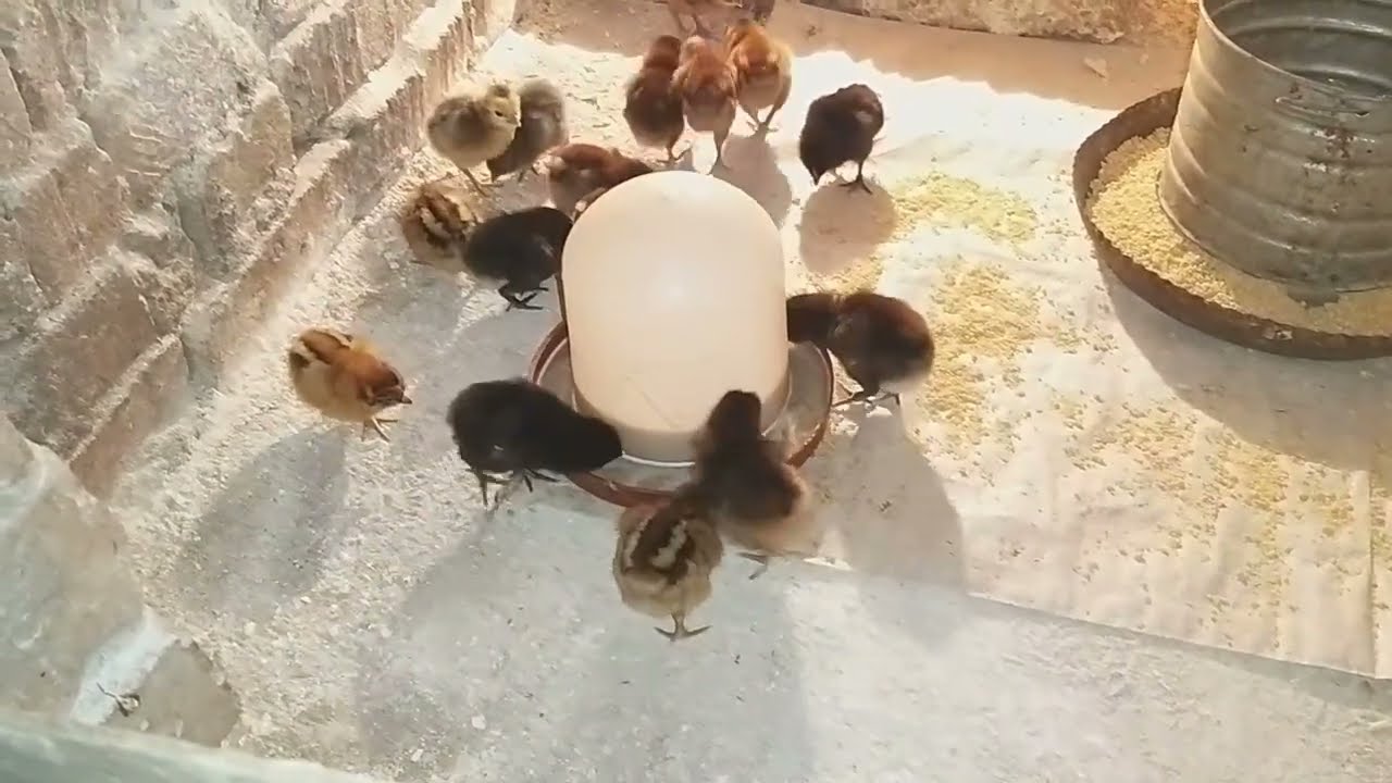 استقبال دفعه جديدة من الفراخ الفيومى الروزى للتسمين وكنز هيغير حياتك موجود فى الفراخ دى