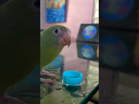 Канареечнокрылый тонкоклювый попугай 🦜: фото, видео, содержание и  размножение