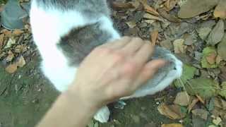 Коты ругаются 2 Коты ругаются 2