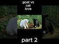 goat vs cat love part 2 #cartoon #shorts #trending #viral #cat