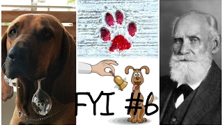 Pavlovs Dogs And How To Help Our Best Friends Learn Fyi