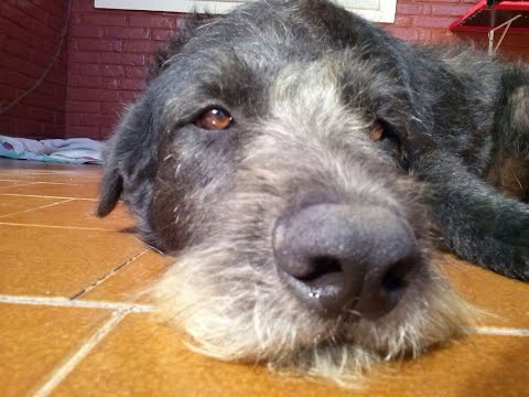 Vídeo: Podemos estender a vida dos nossos cães?