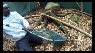 Sparrowhawk - Accipiter nicus rehabilitation and release