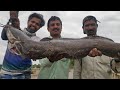 Monster catfish caught from 40 feet high bridge,40 फूट उंच पुलाहून पकडला भीमकाय मासा